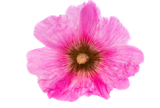 istock pink mallow flower isolated 1333563990