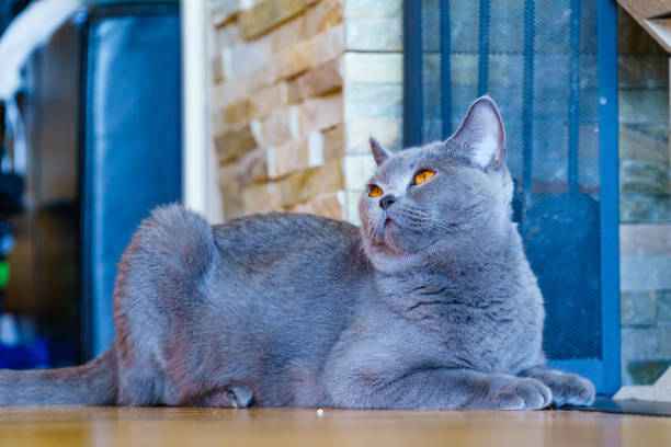 istock Gray british cat at home 1333564384