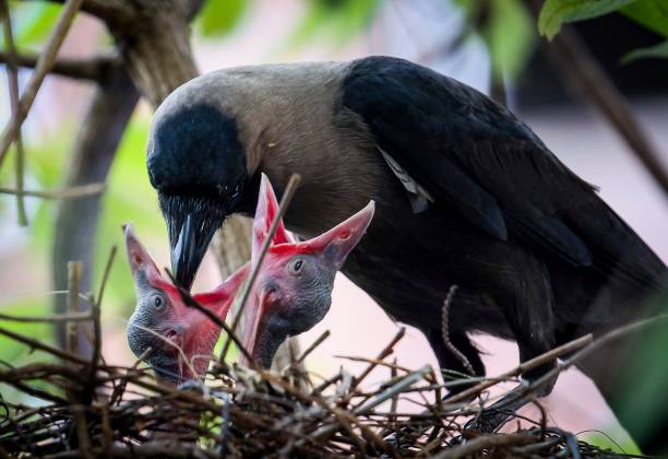 pulcini che nutrono il corvo - crows nest foto e immagini stock