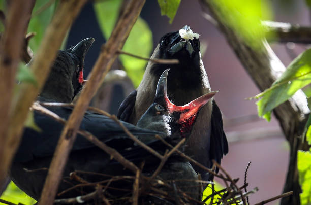 pulcini che nutrono il corvo - crows nest foto e immagini stock
