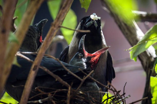 カラスの授乳ひよこ - crows nest ストックフォトと画像