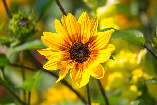 This flower is called the Helianthus Annuus Sunbelievable 'brown eyed girl'.