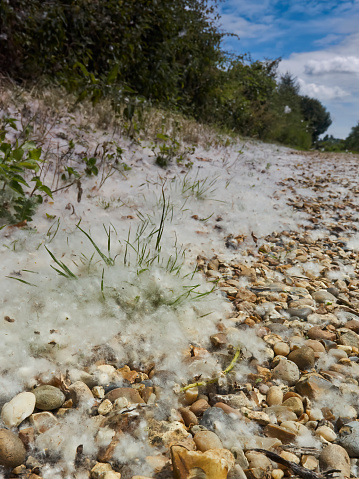 A walk through the UK countryside - plants, hedgerows and gravel covered in seed-fluff from a nearby tree, snow-like under a blue summer sky.