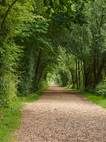 A tree-lined gravel path through the UK countryside, inviting one forward to explore and discover what lies on the distant horizon.