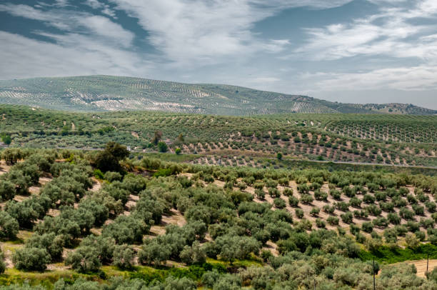 안달루시아, 코르도바, 스페인의 올리브 숲. - andalusia landscape spanish culture olive tree 뉴스 사진 이미지