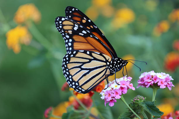 The gorgeous Monarch Butterfly captured while sampling pollen from Lantana flowers.  This beautiful orange and black butterfly seems to be making a comeback after years of decline, likely caused by man's encroachment on its environment.\n\nThis photo captures a side portrait and was taken in Southern Quebec in the summertime.