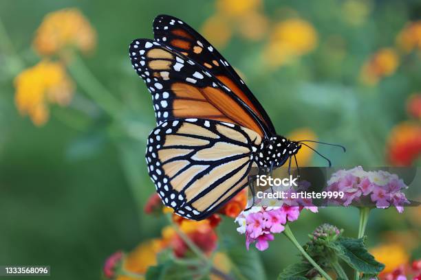 Monarch Butterfly Sampling Lantana Flowers Stock Photo - Download Image Now - Monarch Butterfly, Butterfly - Insect, Pollination