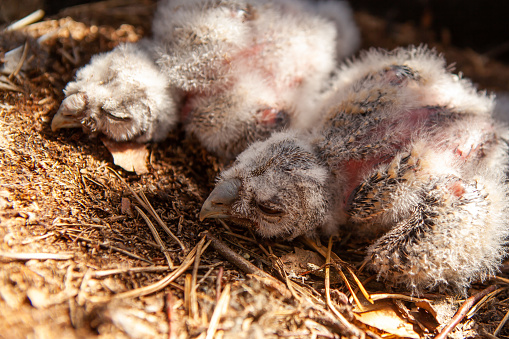 Newborn chicks of a long-eared owl sleeping in an artificial nest.