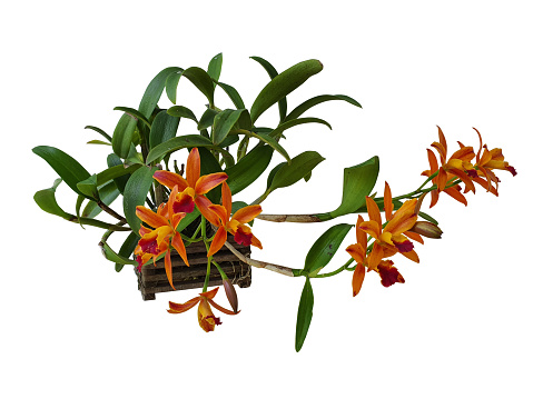 The Cattleya orchid is the universal queen of orchids. A rhizome with a semi-air root system sucking food from the air and planting. Multi-colored flowers on a white background .clipping path.