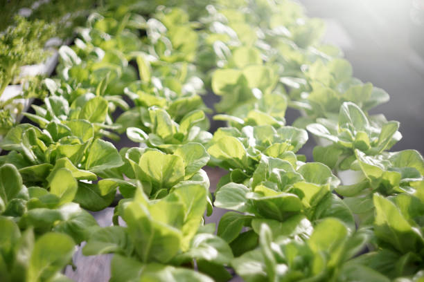 istock Organic Hydroponic Vegetable farm in greenhouse. 1333571326