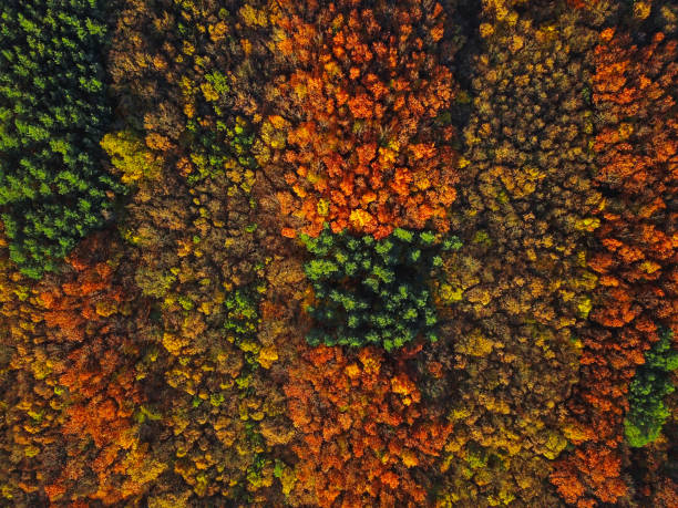 istock Overhead colorful mixed autumn forest aerial background, made directly from above 1333572162