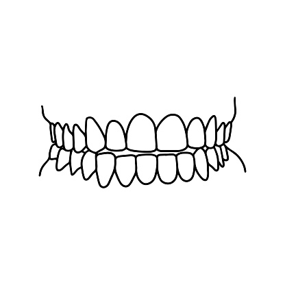 Human teeth, front view, drawn by lines on white background. Vector Stock illustration.