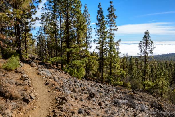 istock beautiful mountain path. Canary Island Natural Park Spain. tree and path to the mountains. 1333572599