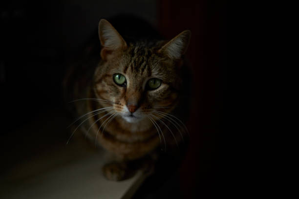 istock Portrait of cat 1333573282