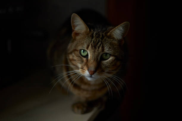 istock Close up portrait of tabby cat 1333573285