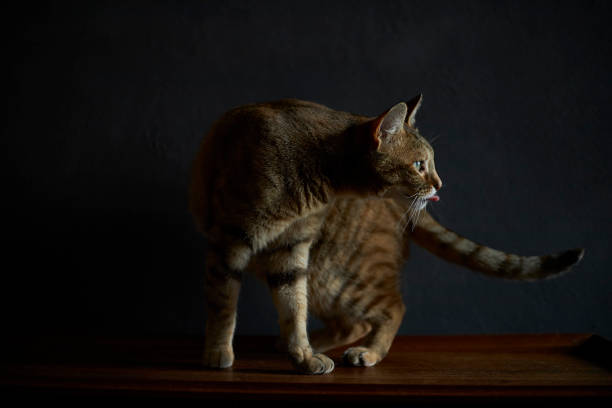 istock Little tabby cat sticking out tongue 1333573361