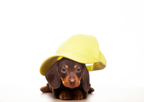 istock image of dog cap white background 1333573532