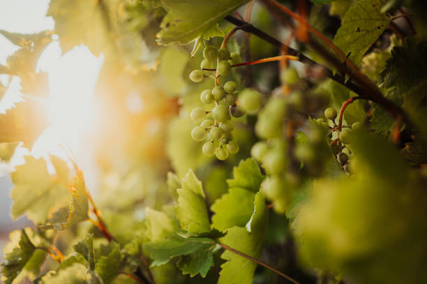 Close-Up Of Grapes Growing In Vineyard stock photo