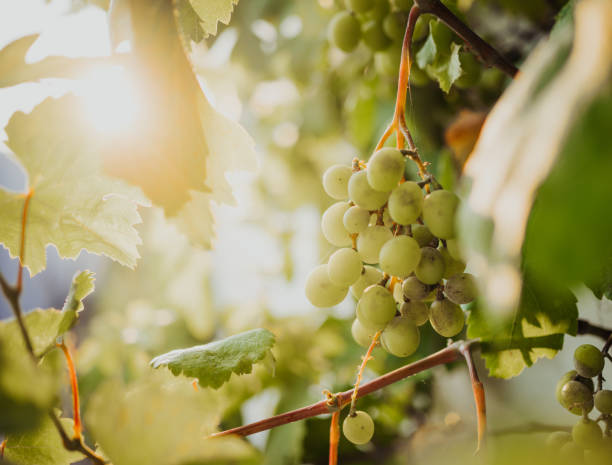 istock Close-Up Of Grapes Growing In Vineyard 1333573877