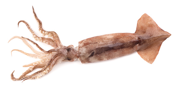 Raw fresh squid isolated on white background. Fresh shellfish, squid isolated. Top view