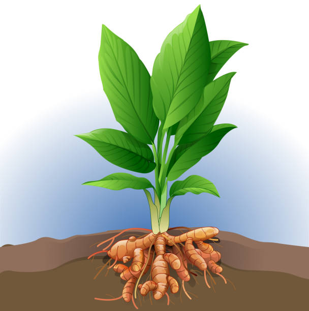 Turmeric Vector illustration of turmeric plant. ginger ground spice root stock illustrations