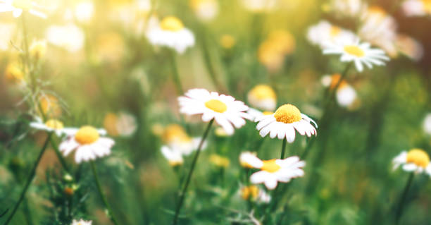 istock Meadow of blooming chamomile under the sun's rays 1333576928