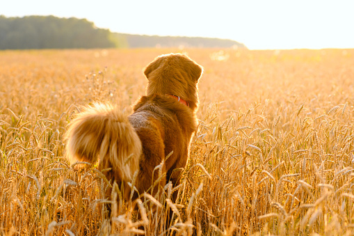 A large red-haired dog stands in a field and looks at the sunset.