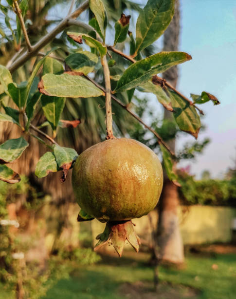 The pomegranate will ripen soon