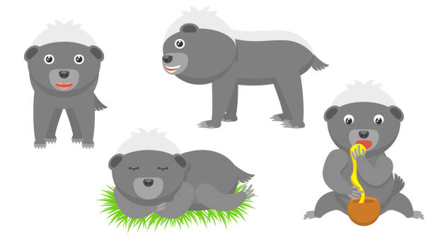 Set Abstract Collection Flat Cartoon Different Animal Honey Badger Stand Sleep Eating Honey Vector Design Style Elements Fauna Wildlife Set Abstract Collection Flat Cartoon
Different Animal Honey Badger Stand Sleep Eating Honey Vector Design Style Elements Fauna Wildlife background of the honey badger stock illustrations