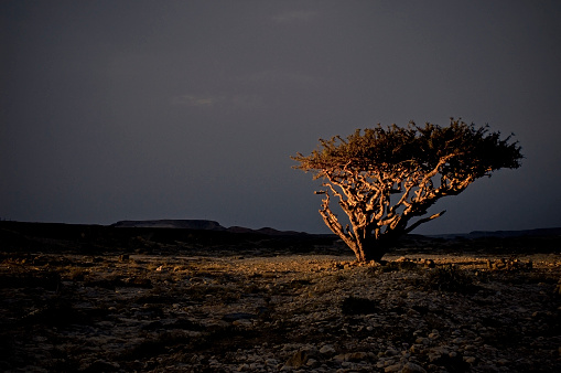 A large Frankincense tree at night in a desert setting