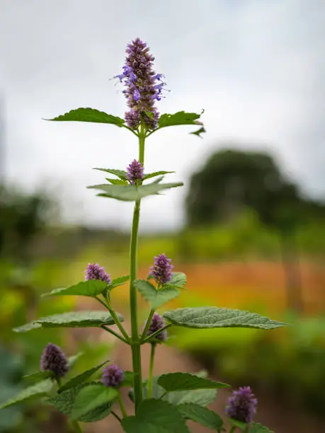 Agastache rugosa, Korean-mint or purple giant hyssop, is an aromatic herb in the mint family.