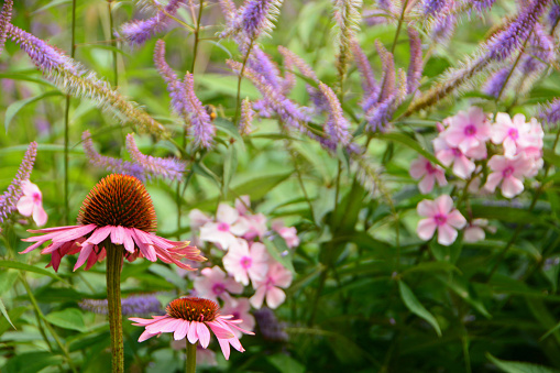 solitary coneflower to bloom in the back garden