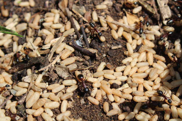 istock blood-red ants and their ant eggs 1333581152