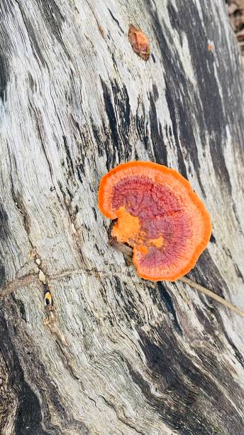 istock Orange fungus with grey black 1333581283