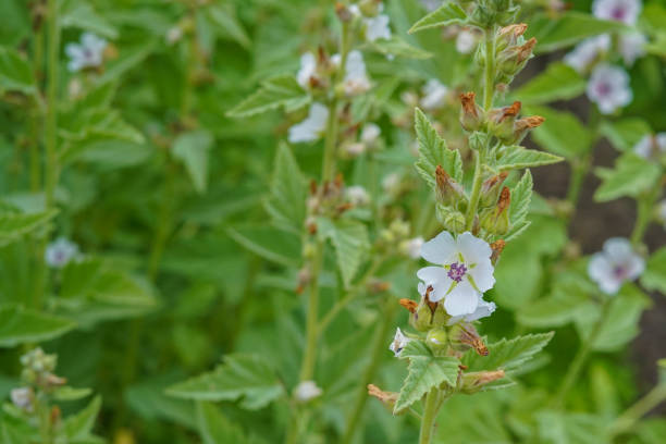 istock Althaea officinalis flower with green background 1333581349