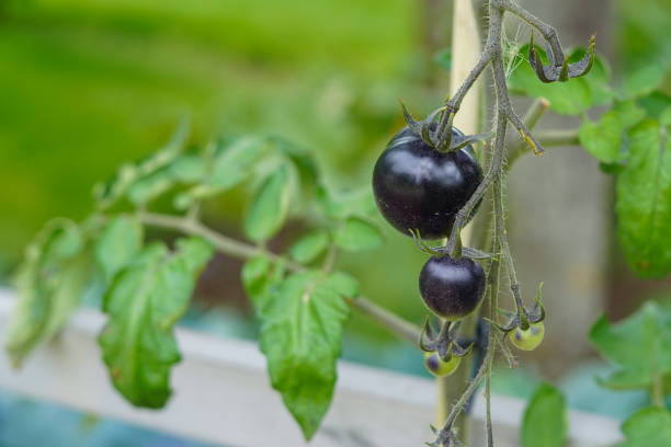 istock Fresh black tomato hanging on a tomato plant 1333581359