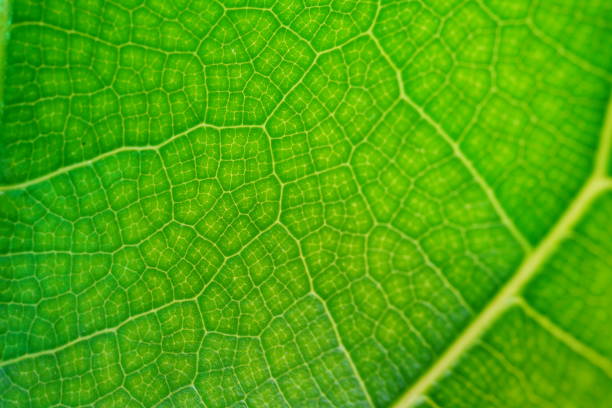 istock Green leaves abstract background 1333583754