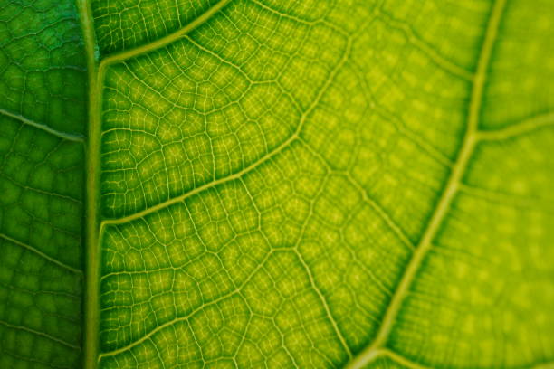 istock Green leaves abstract background 1333583756