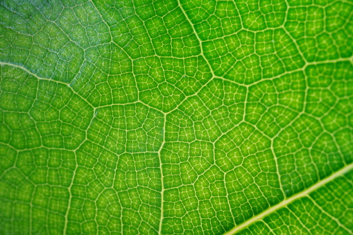 Background, close-up and detail shot of a green leaf. The veins and structures are clearly visible.