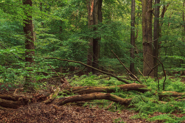 istock Lush dense summer deciduous forest with a fallen tree trunk among ferns. 1333584034