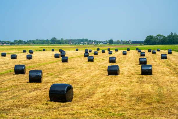 Panoramic landscape with packed hay Rural landscape in the Netherlands hay baler stock pictures, royalty-free photos & images