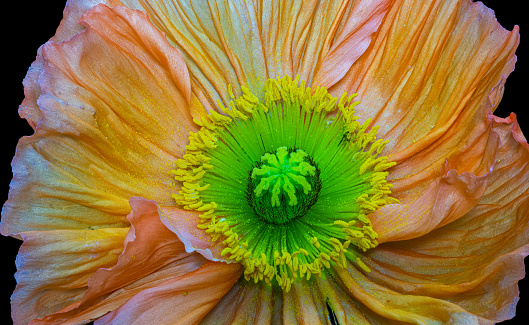 Floral fine art still life color top view macro of a single isolated orange yellow silk poppy blossom isolated on black background