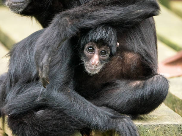 istock Colombian Black Spider Monkey with baby 1333586414