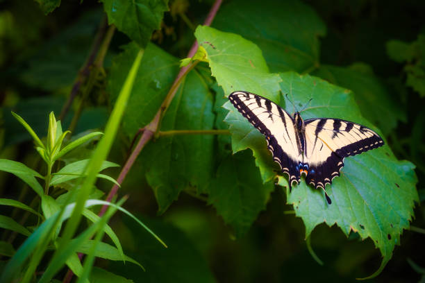 istock Close up of a Old world swallowtail Butterfly 1333586876