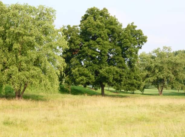 istock Summer Trees in the Field 1333587110