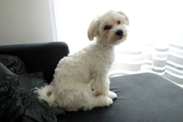istock Small cute maltese dog sitting on sofa 1333587980
