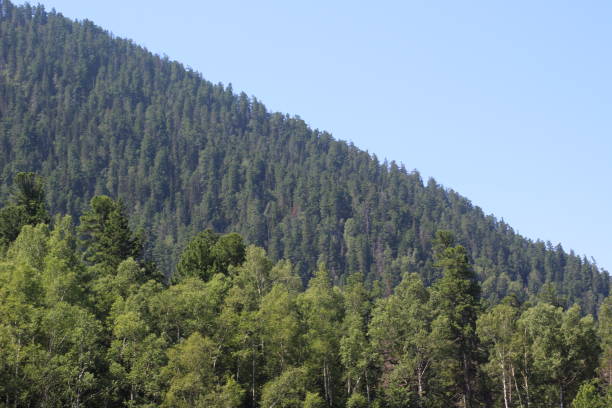 Taiga woodland landscape against blue sky