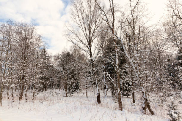 istock coniferous and deciduous trees without foliage in winter 1333589275