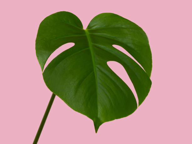 istock Monstera deliciosa leaf isolated on pink background 1333589350