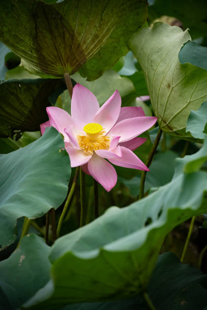 istock blooming lotus flower at vertical composition 1333589595
